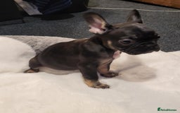 French Bulldog dogs for sale: French bulldog 2 boys and four girls - Image 9