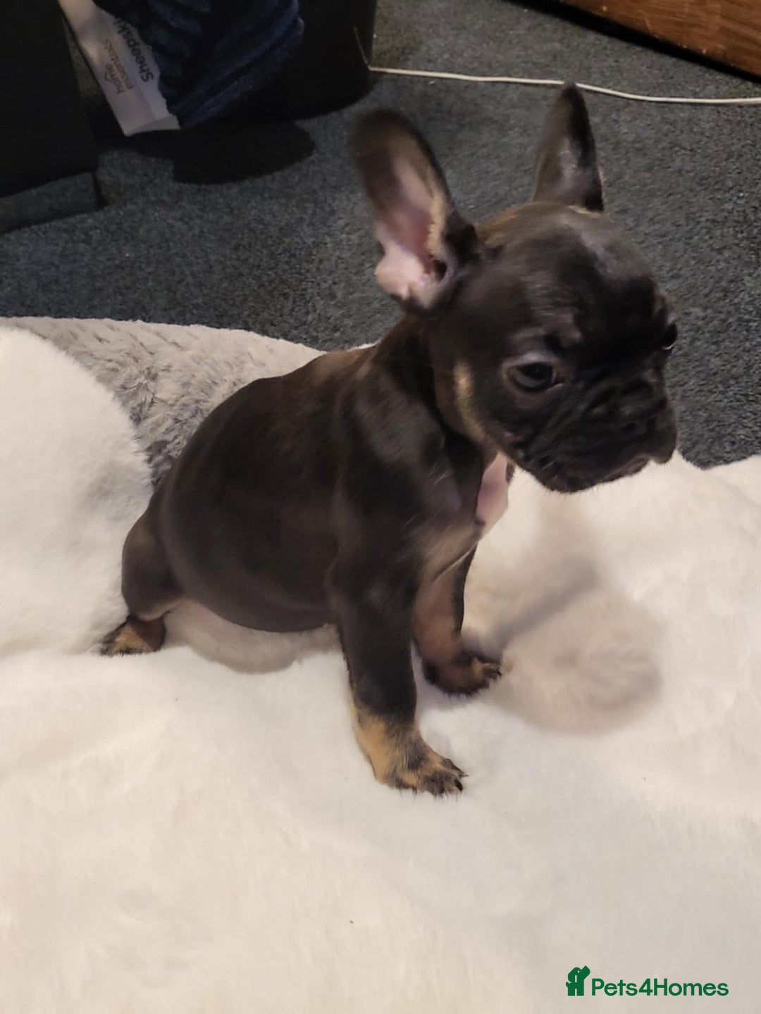 French Bulldog dogs for sale: French bulldog 2 boys and four girls - Image 9