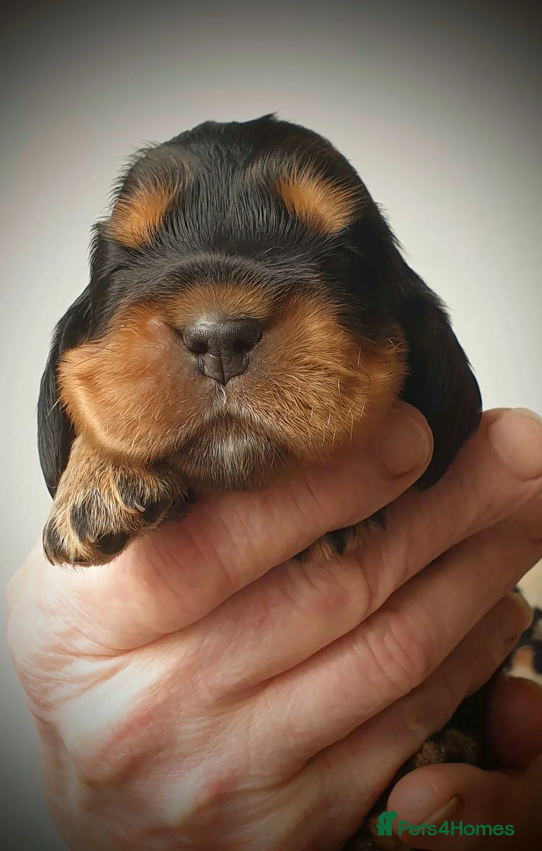 Cocker Spaniel dogs for sale: K.C Show line Cocker Spaniel puppies  - Advert 16