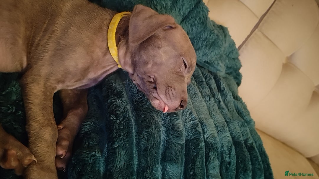 Mixed Breed dogs for sale: Loving puppy looking for her forever home - Advert 4