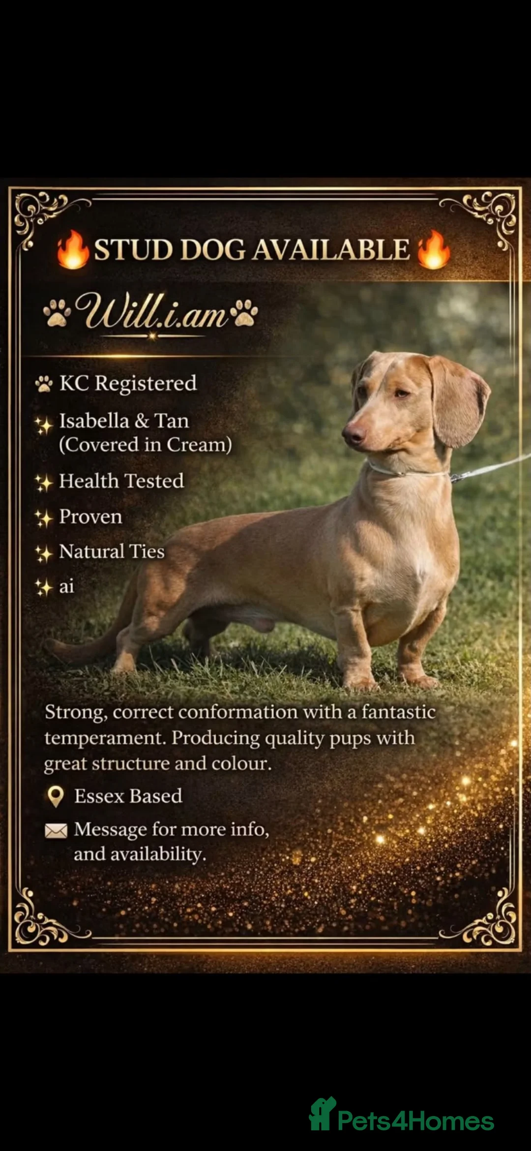 Miniature Dachshund dogs for sale: Beautiful boy dachshund puppy (1 left)  in Tilbury - Advert 10