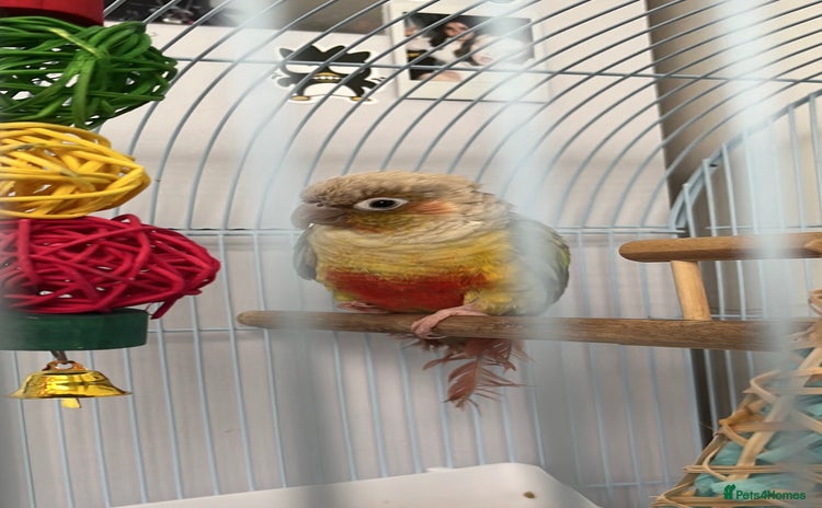 Conures birds - Advert 1