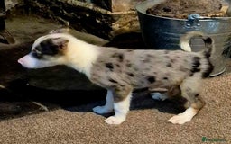 Border Collie dogs for sale: Border collie pups for sale  - Image 29