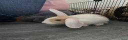 English Lop rabbits for sale: Female lop rabbit with the whole start up kit in Bathgate - Advert 2