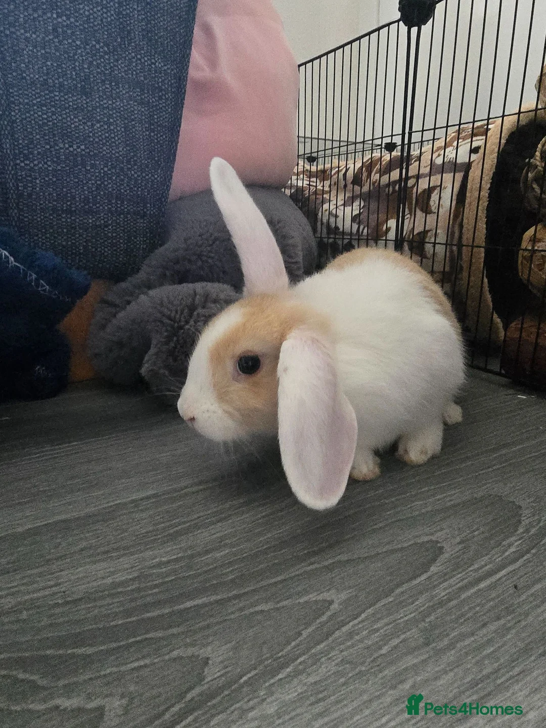 English Lop rabbits for sale: Female lop rabbit with the whole start up kit in Bathgate - Advert 2