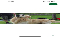 Golden Retriever dogs for sale: QUALITY KC GOLDEN RETRIEVERS  - Image 3