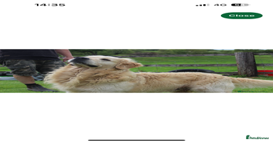 Golden Retriever dogs - Advert 13