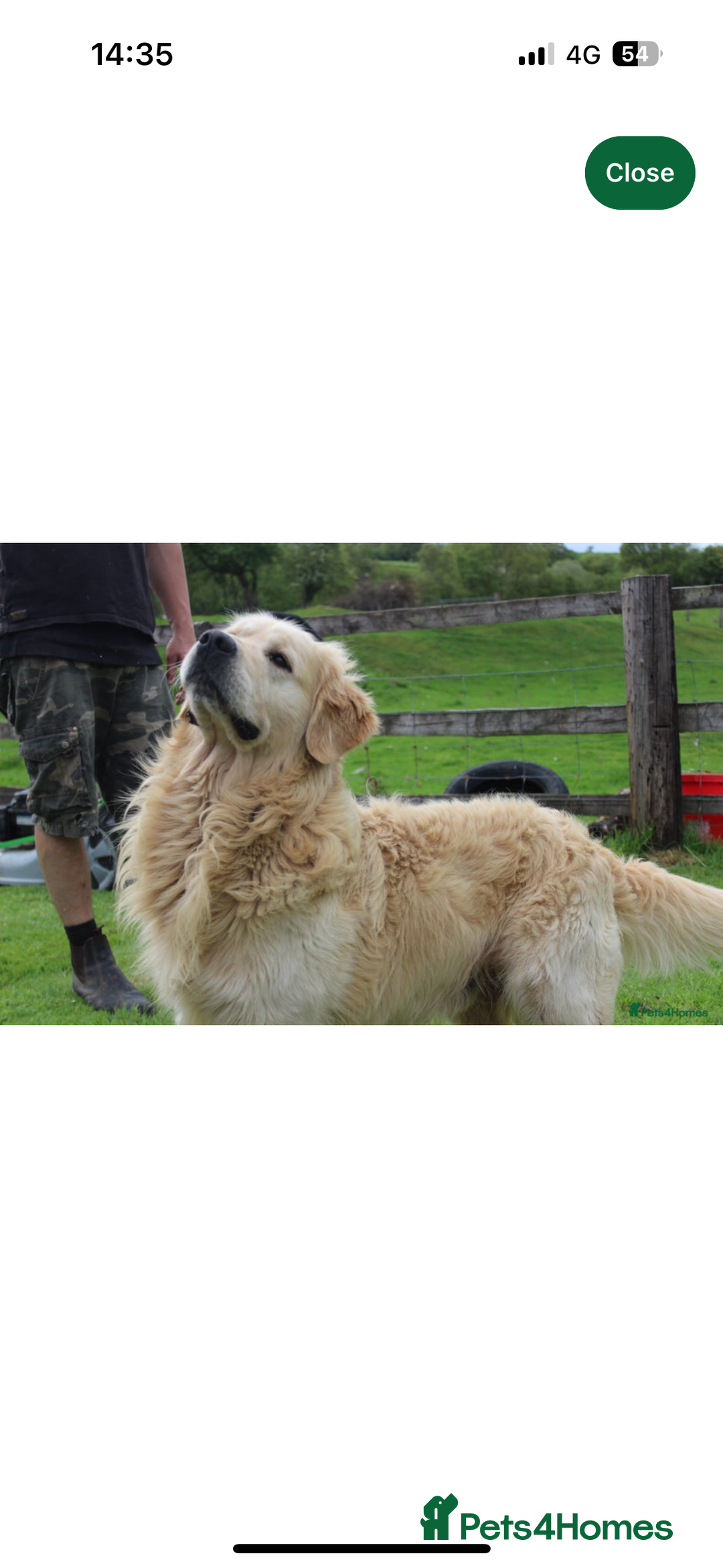 Golden Retriever dogs for sale: QUALITY KC GOLDEN RETRIEVERS  - Image 3