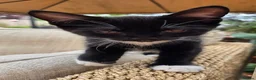 Mixed Breed cats for sale: 2 male kittens - Advert 5
