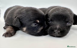 Mixed Breed dogs for sale: Floodle  - Image 18