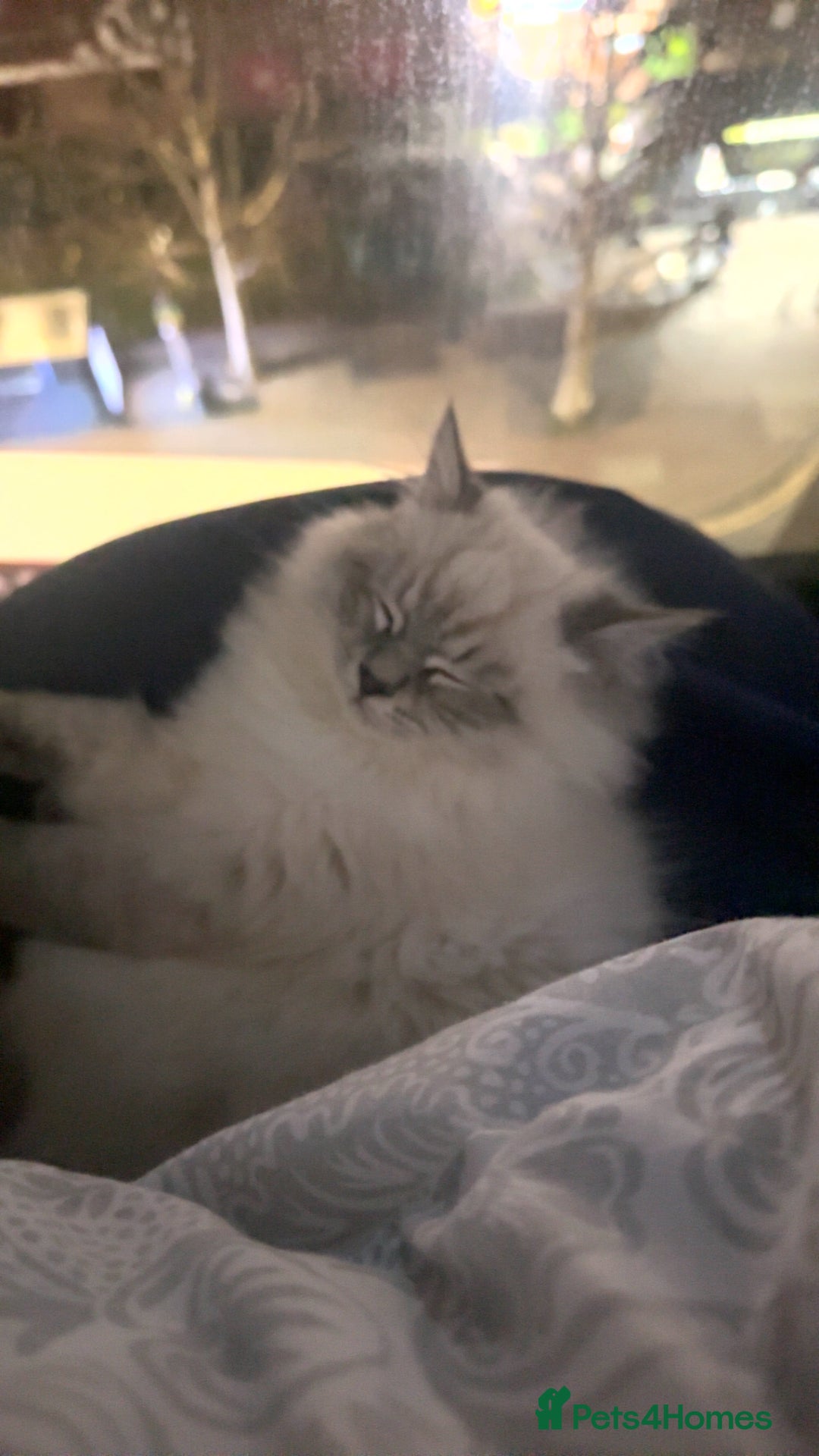 Neva Masquerade cats for sale: Siberian Neva masquerade  - Advert 3