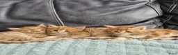 Mixed Breed cats for sale: Mixed Maine Coon kittens - Advert 11