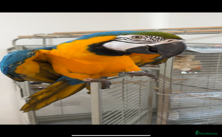 Macaws birds - Advert 4