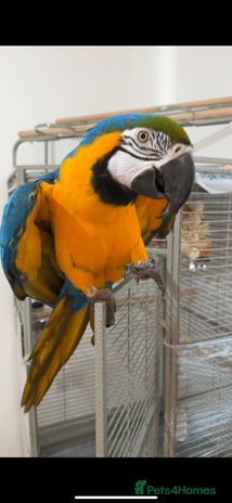 Macaws birds - Advert 16