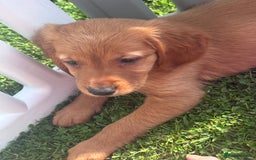 Golden Retriever dogs for sale: Fully health tested kennel club registered puppies - Image 23