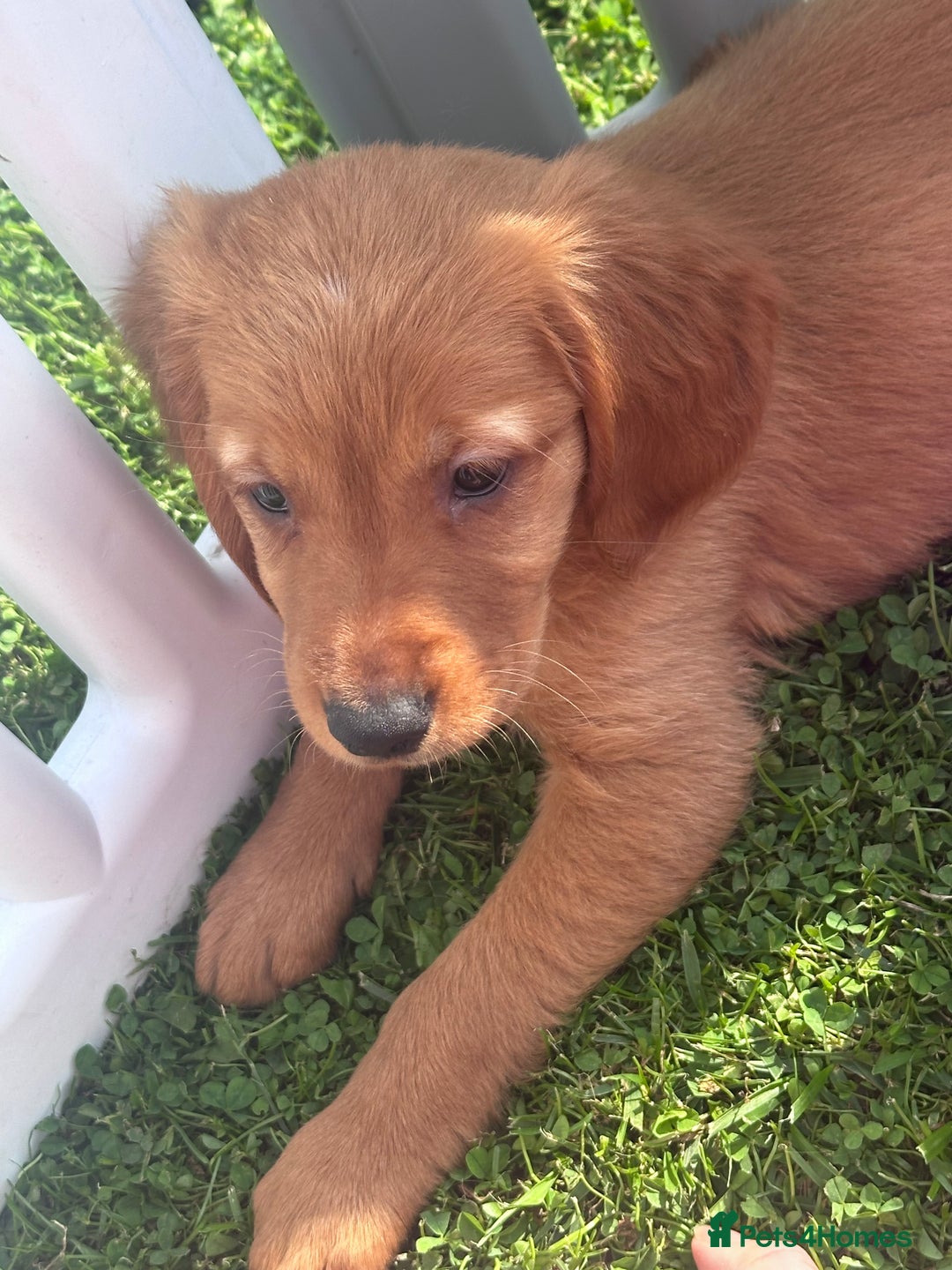 Golden Retriever dogs for sale: Fully health tested kennel club registered puppies - Image 23
