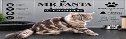 Maine Coon cats for stud: Maine coon stud cat - Advert 2