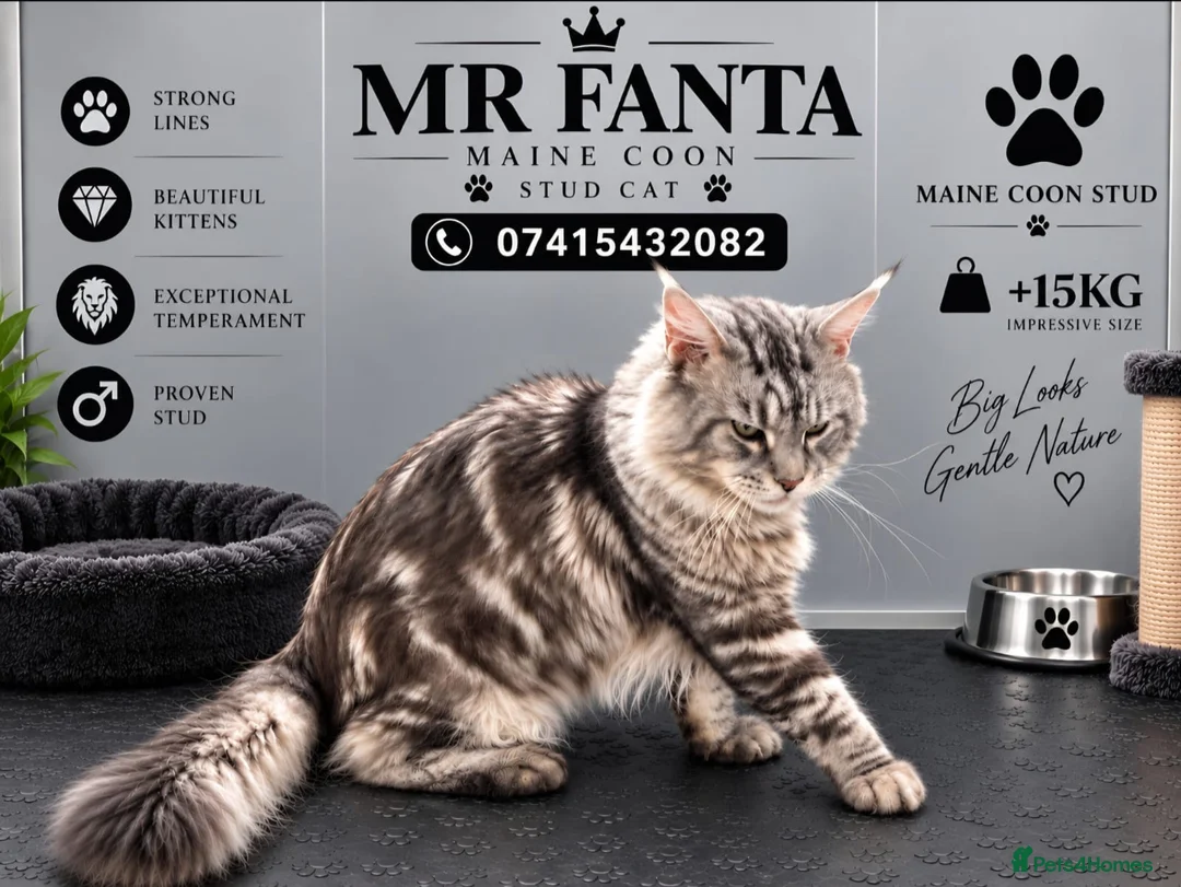Maine Coon cats for stud: Maine coon stud cat - Advert 2