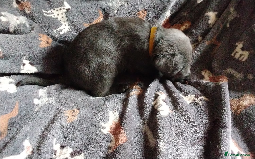 Labrador Retriever dogs for sale: Litter just be born - Advert 11