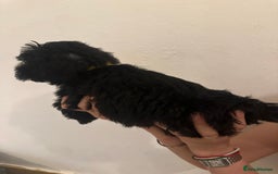 Yorkiepoo dogs for sale: 5 Beautiful F1 Yorkiepoo’s - Image 7