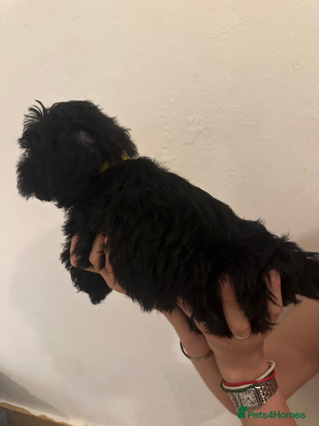 Yorkiepoo dogs for sale: 5 Beautiful F1 Yorkiepoo’s - Image 7