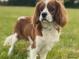 Cavalier King Charles Spaniel dogs STUNNING KC REG/DNA/HEART TESTED KING CHARLES CAV - Advert 4