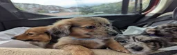 Mixed Breed dogs for sale: Unique Litter Miniature Dachshund & "Dameranian" - Advert 11