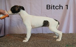 Whippet dogs for sale: KC registered whippet puppies  - Image 1