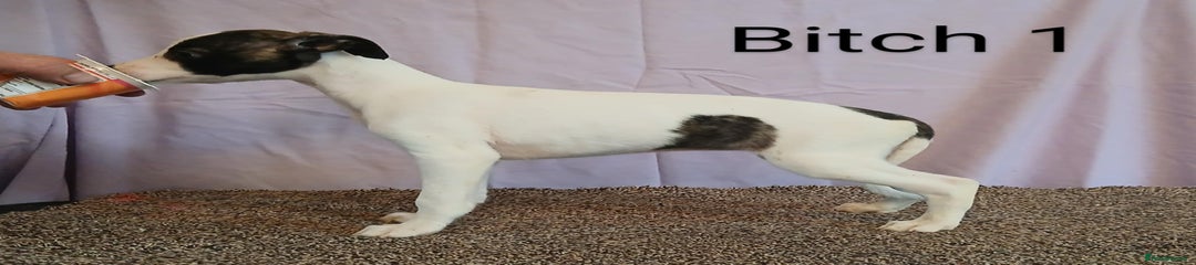 Whippet Puppy 4
