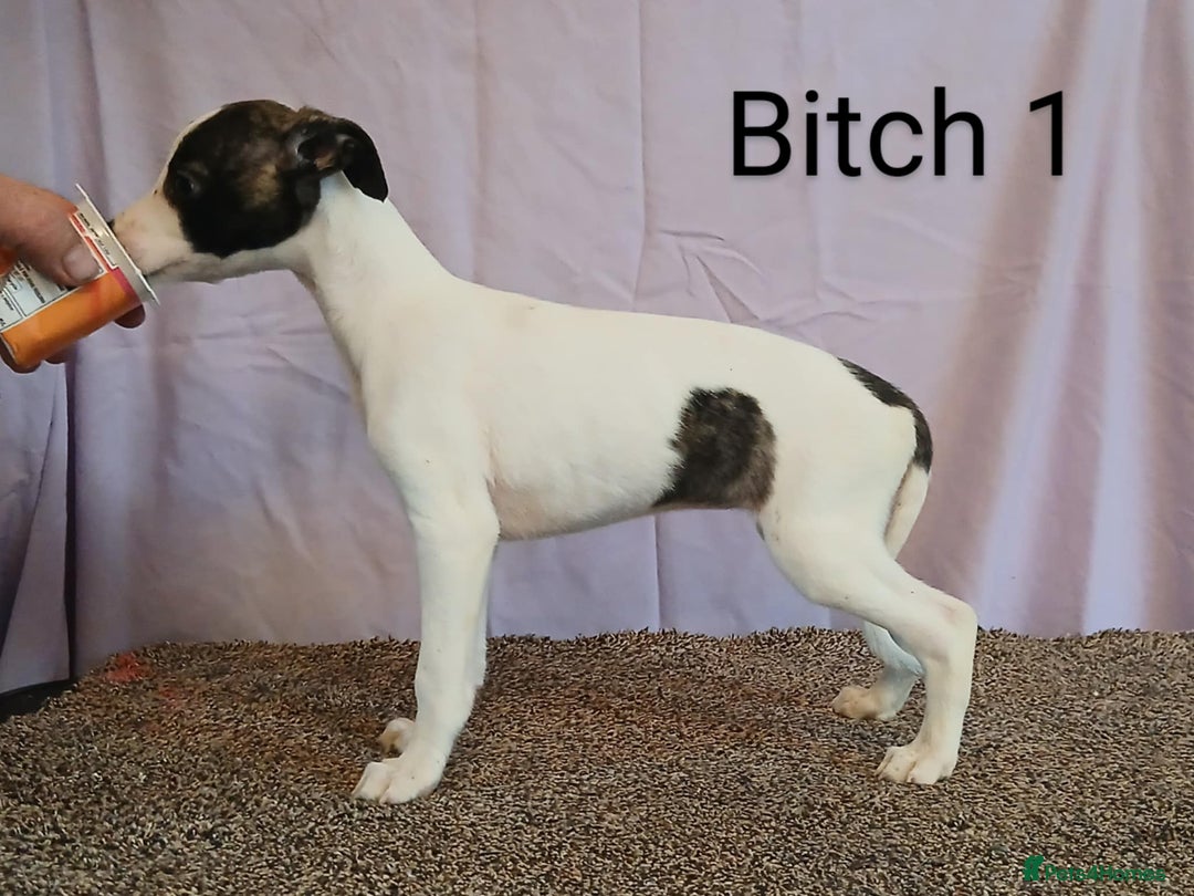 Whippet dogs for sale: KC registered whippet puppies  - Image 1