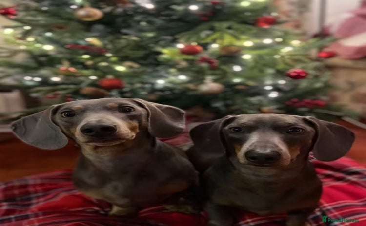 Dachshund dogs - Advert 2