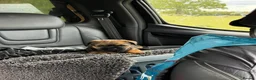 Border Terrier dogs for sale: One Stunning Dog Puppy For Sale - Advert 3