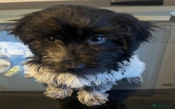 Cockapoo dogs for sale: F1b beautiful girl  - Image 22
