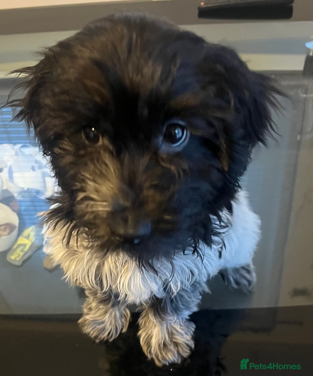 Cockapoo dogs for sale: F1b beautiful girl  - Image 22