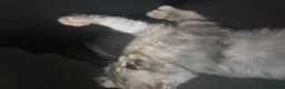Maine Coon cats for sale: READY NOW Maine Coons Shaded & Silver - Advert 27