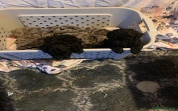 Miniature Poodle dogs for sale: Miniature poodles  - Advert 4