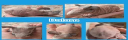 Guinea Pig rodents for sale: Baby Skinny and Furry Boy Guinea Pigs - Advert 2