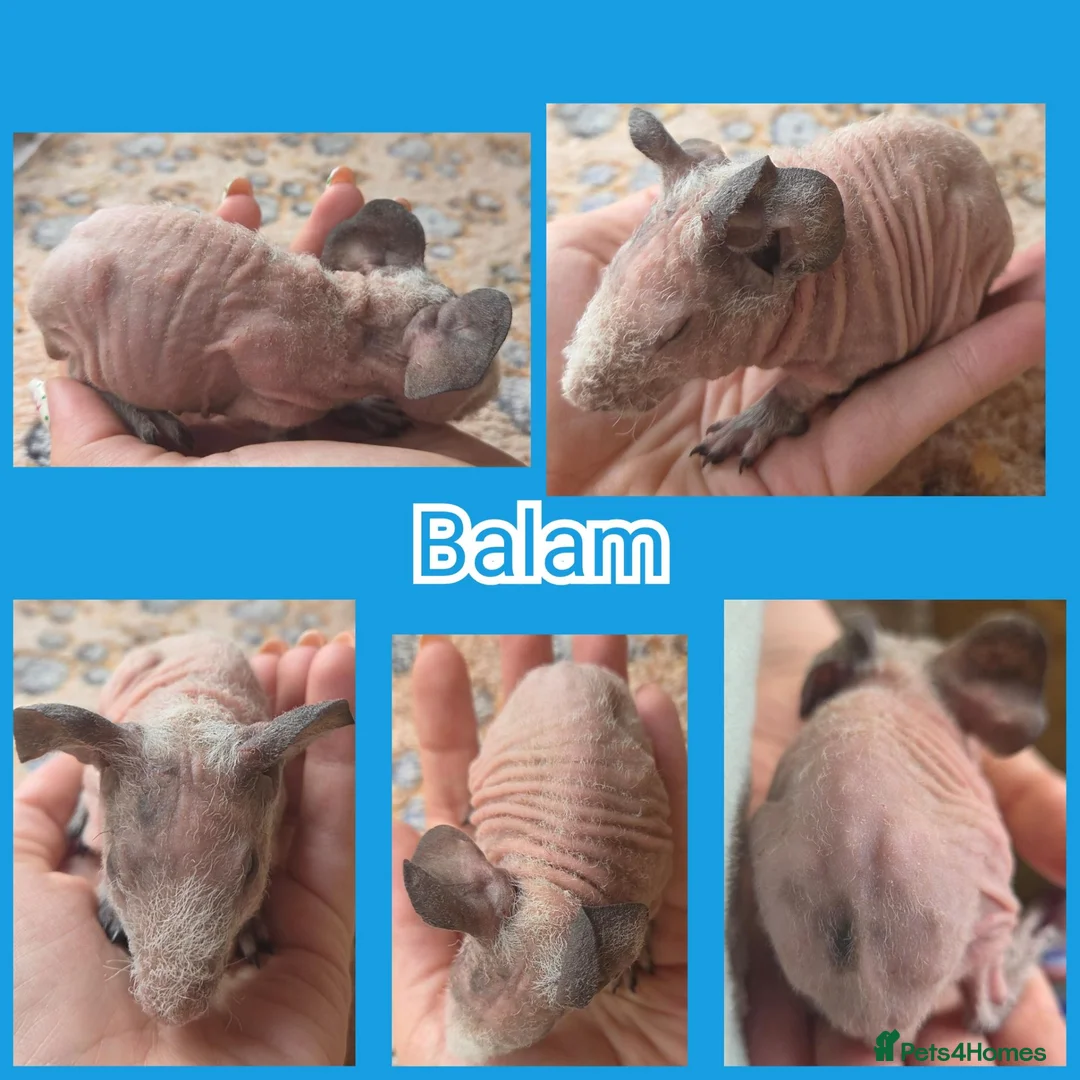Guinea Pig rodents for sale: Baby Skinny and Furry Boy Guinea Pigs - Advert 2