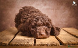 Cockapoo dogs for sale: **Ready Now**Miniature F1B Cockapoos  - Image 16