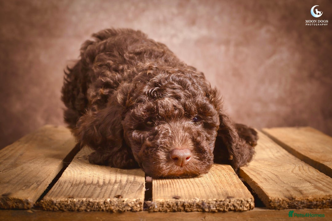 Cockapoo dogs for sale: **Ready Now**Miniature F1B Cockapoos  - Image 16