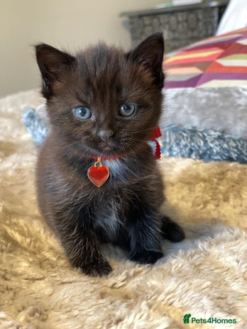 Mixed Breed cats - Advert 12