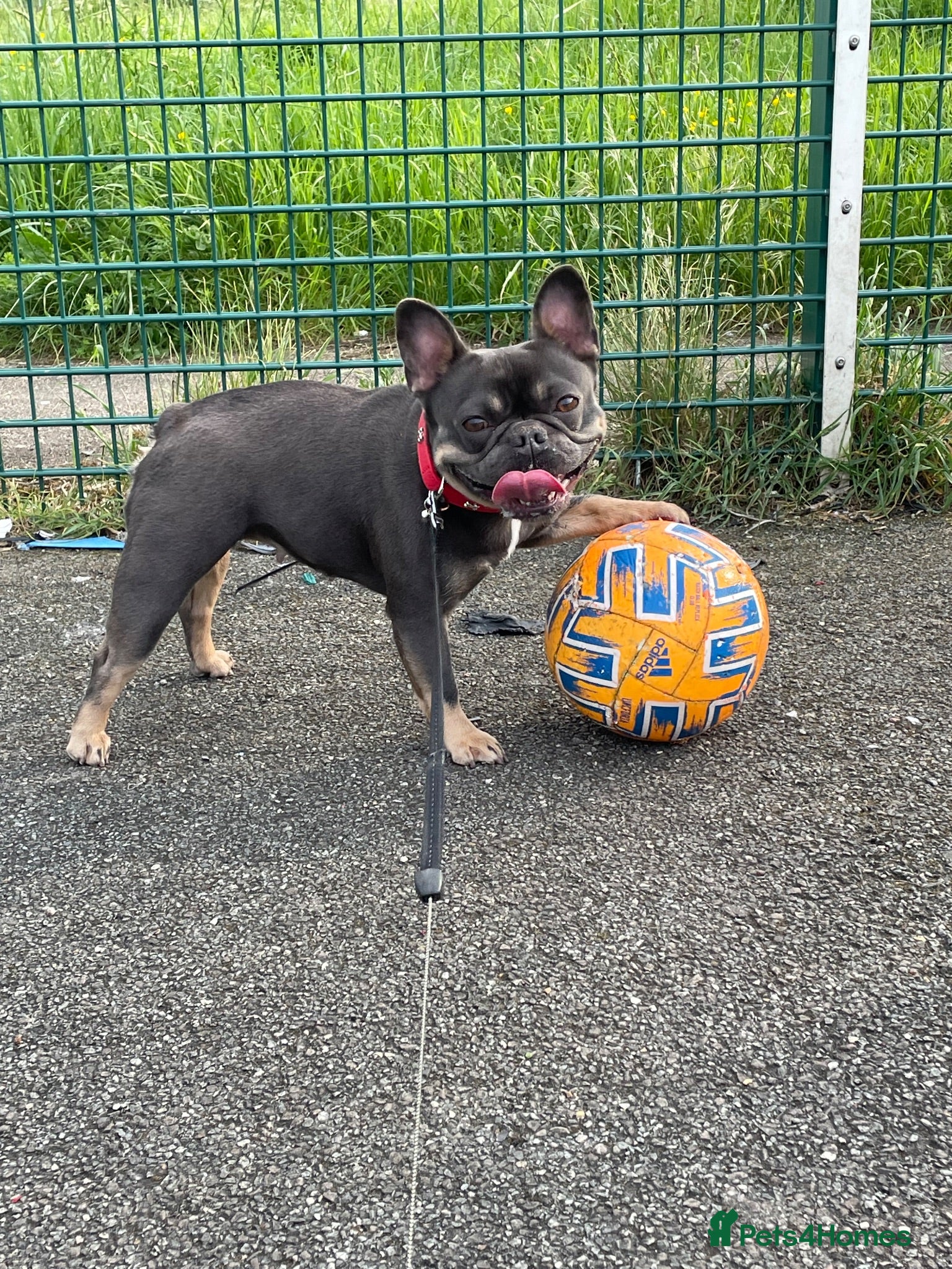 French Bulldog dogs This is Dolly-May - Advert 18