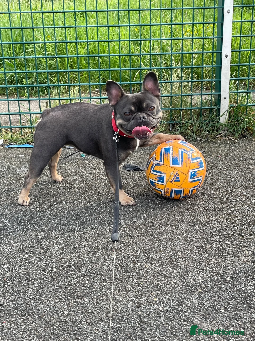 French Bulldog dogs for sale: This is Dolly-May - Advert 1