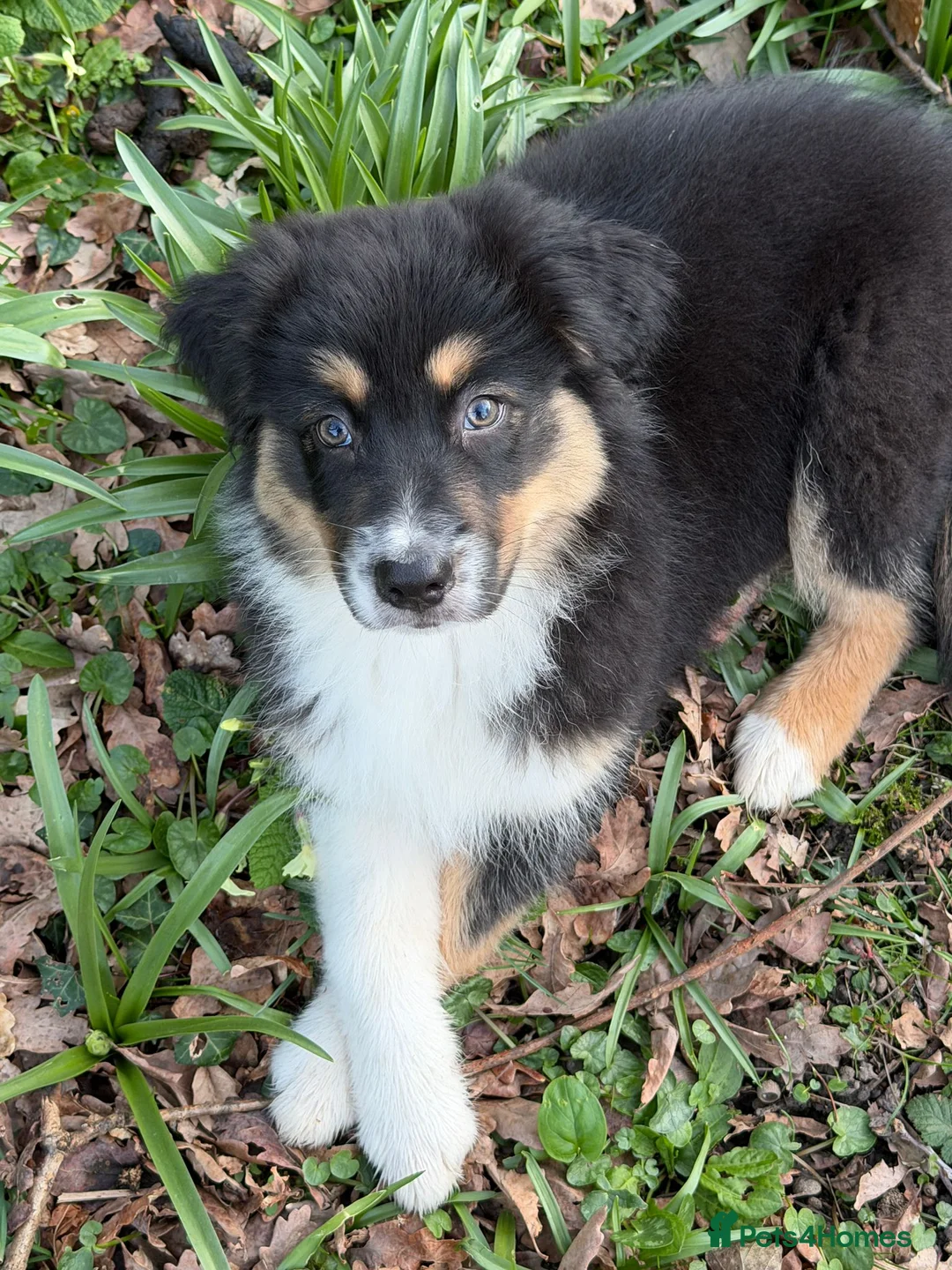 Australian Shepherd dogs for stud: RKC  Australian Shepherd For Stud - Advert 12