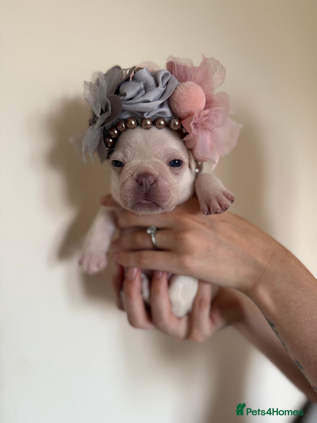 French Bulldog dogs for sale: Stunning platinum and lilac fawn boys and girls - Image 13