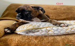 Boxer dogs for sale: KC Registered Boxer puppies  - Image 18