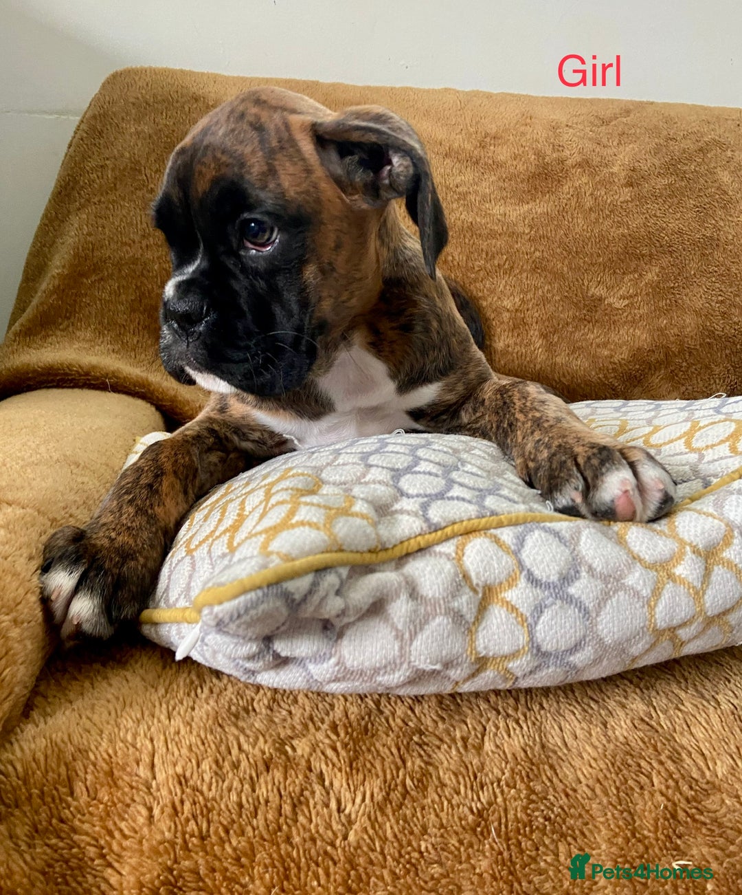 Boxer dogs for sale: KC Registered Boxer puppies  - Image 18