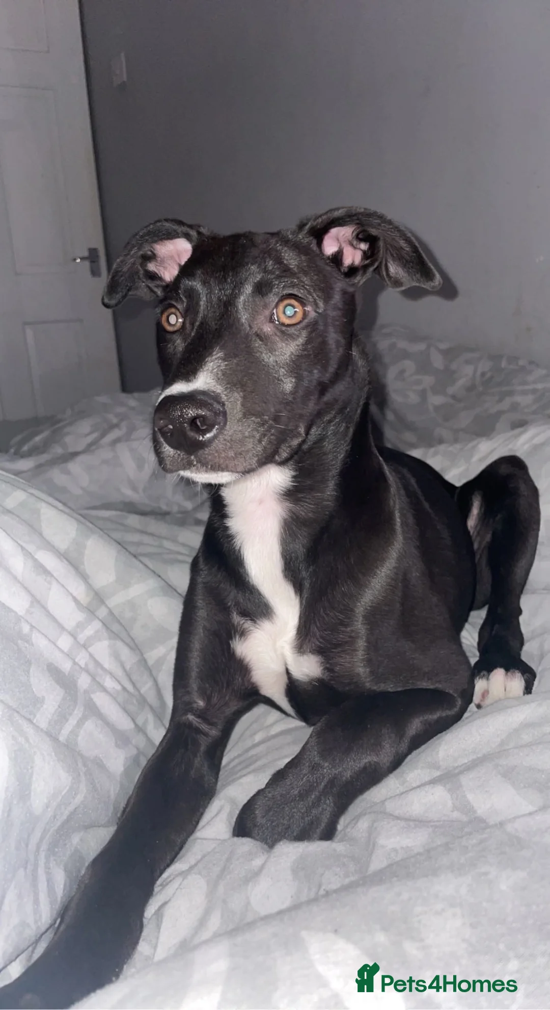 Mixed Breed dogs for sale: Lurcher x Staffy for immediate sale - Advert 6