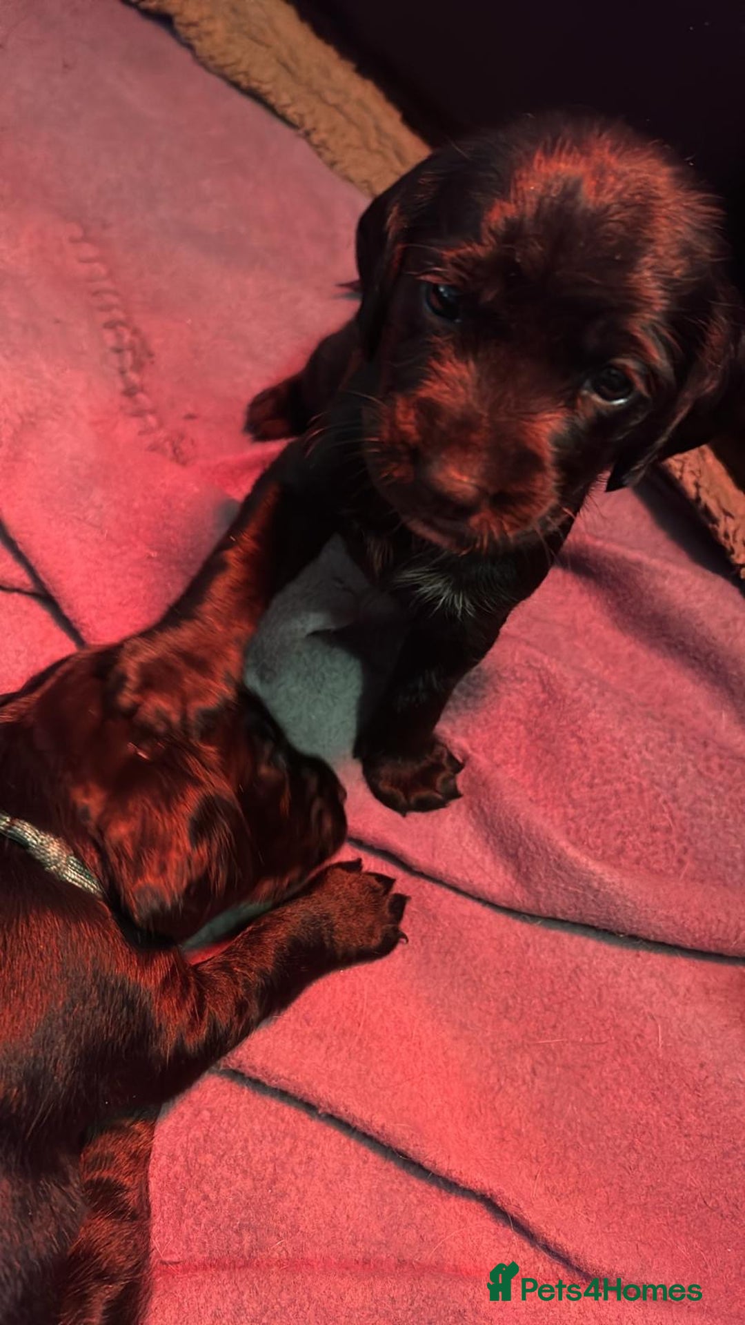 Cockerdor dogs for sale: Cockerdor puppies - Advert 6