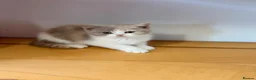 British Shorthair cats for sale: British Shorthair kittens - Advert 5
